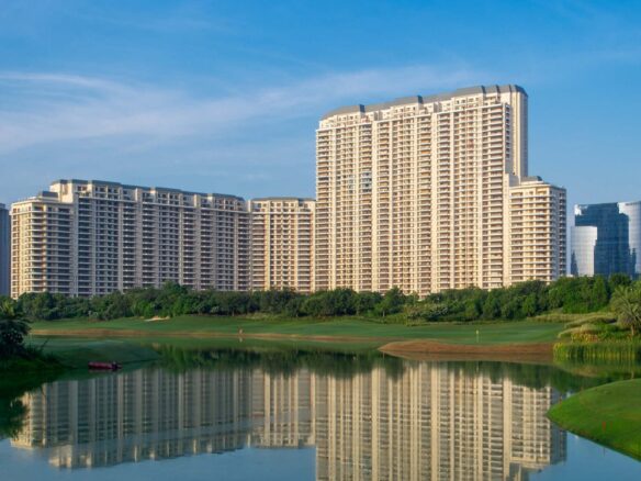 DLF Camellias